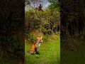 Rare red fox outdoor in park  denmark    copenhagen