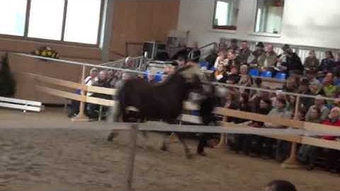 Schwarzwälder Kaltblut Hengstkörergebnis 1 Gruppe 2012