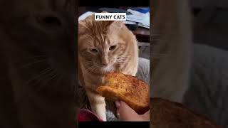 Funny Cats