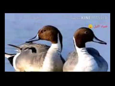 صوت الهربان ابو زله وحذاف وبربش