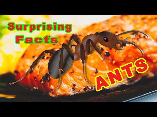 Facts about Ants | How do Ants Carry Food   - 蟻の実態