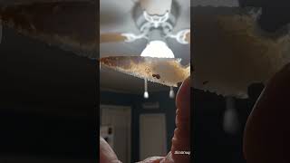 Agate #flintknapping #flintknapper #lithic #rockart #stoneage