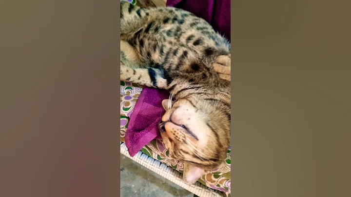Watch the video about Jarry sleeping 🤣🤣 #cat #pets #cute#funny#viralvideo #catlovers#youtube#sleep #animals#ytshorts#india