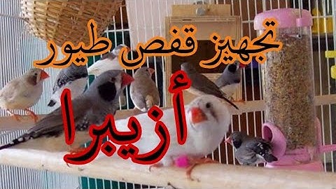 تجهيز قفص الزيبرا للتزاوج : الجزء 3 ( تكاتر طيور الزيبرا )
