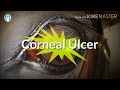 Vet Basics II CORNEAL ULCERS. DO'S AND DON'TS!! CLINICAL POINT OF VIEW.