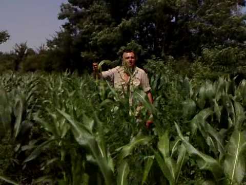 Video: Ako Nakladať Kukuricu