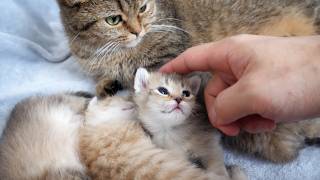 The kitten with round and beautiful eyes is too cute...