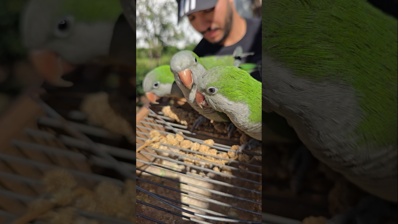 عشاق الكويكر ببغاء الراهب #سوق_القريعة #birds #parrot #birds #perroquet #kwicker