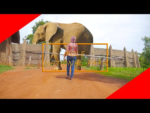 A Visit To The Mole National Park Ghana //A youtubers Cinematic Sequence