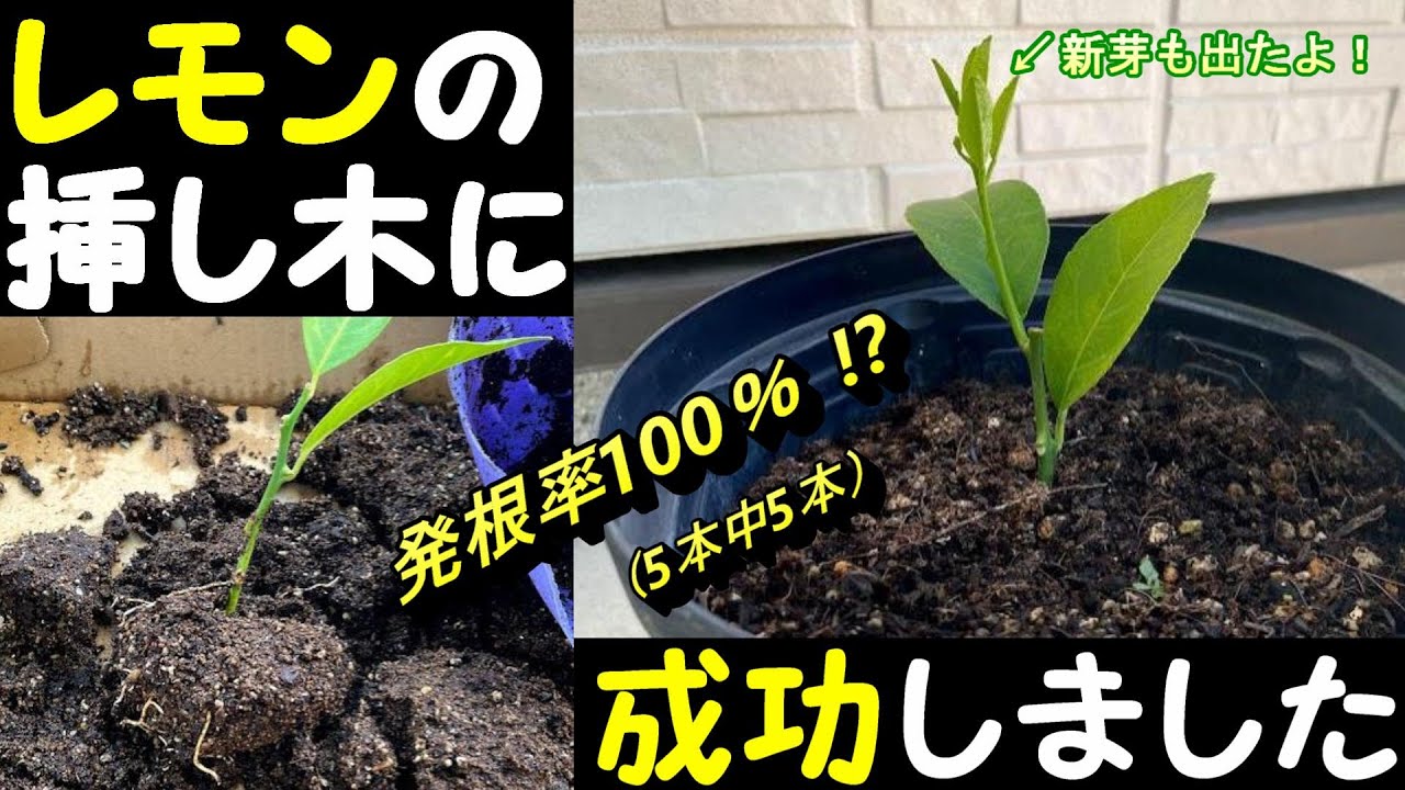 Diy コキア ほうき草 を使って ほうき を作りました Youtube