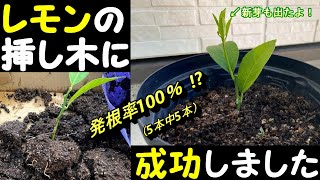庭作り レモンの挿し木に成功しました 発根率100 5本中5本発根しました Youtube 庭作り レモンの挿し木に成功しました 発根率100 5本中5本発根しました Youtube