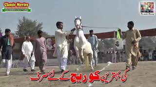 Horse Name Suraj / Mela Munny Wala 96DPakistan / Best Horse Dance Punjab Pakistan/43