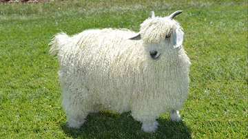 Is angora and mohair the same thing?