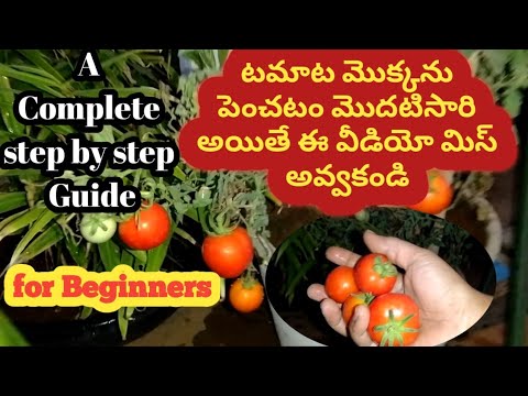 టమాట మొక్కను కుండీలో పెంచడం ||How To Grow Tomatoes At Home (SEED TO HARVEST) for Beginners special