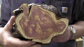 The WILD COLORS!  WOW!  Pfitzer Juniper  Wood Turning