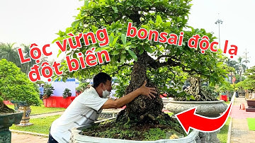 Cây lộc vừng bonsai đột biến gốc to đùng | @THƯƠNGKHOAILANG