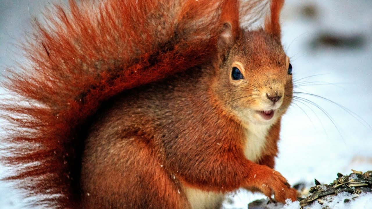 Comparisons and fights between squirrels:what type of squirrel are more dominating: WanderWildlife