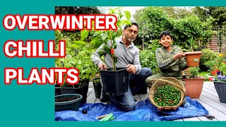 Save Your Chilli Pepper Plant During Winter | Overwinter Chilli Plant