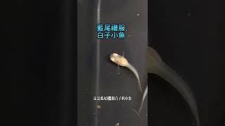 孔雀魚 出生的第一天 by 小森叔叔 217 views 3 weeks ago 1 minute, 13 seconds