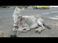 Rita the donkey being rescued by safe haven