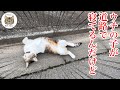 外にかわいい猫ちゃんが落ちてました