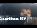 Top 3 Protection Dogs (IN ACTION)