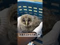 フクロウの赤ちゃんを保護した日③