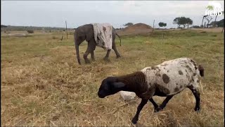 Spotty the Sheep Keeps Baby Elephant, Phabeni’s Spirits Up at the Homestead
