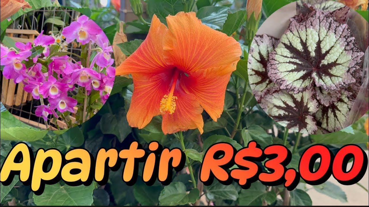 Feira das plantas  partir R$3,00