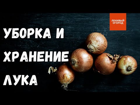 Уборка и просушка лука перед хранением | Правильное хранение репчатого лука | Как убирать лук репку