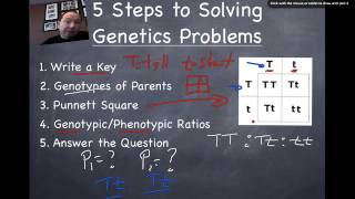 Punnett Squares 101 Information