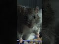 Как смеется крыса