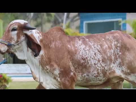 LOTE 16 | BARRA MANSA FIV F. SÃO DOMINGOS | WSD 107