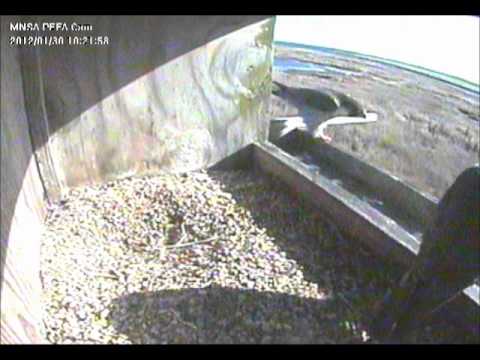 peregrine falcon MNSA Peregrine-Cam: Nest Prep 1/26-30/12