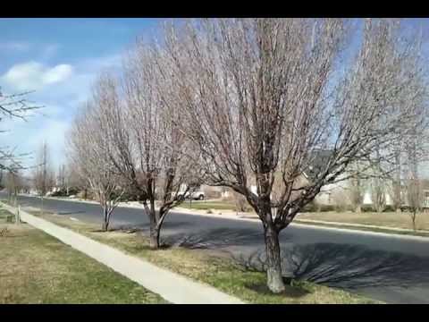 Flowering Pear Tree Trying To Save It With Dr Jimz A Flowering Pear Tree Trying To Save It With Dr Jimz A Fertilizer In Spring