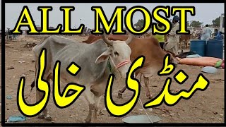 ALL MOST MANDI KHALI | منڈی ہوگی خالی | SHORAB GOTH MANDI | سہراب گوٹھ منڈی | Animal Market