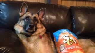 Silly Dog Commercial