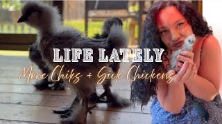 Life With Chickens… The Cute, The Sick & The Messy