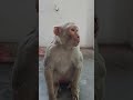 Manki  bandar se baat  monkey voice  funny manki comedy  monkey shorts