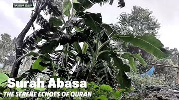 ‎سورة عبس Surah Abasa (সূরা আবাসা) {No Rain Sound} The Serene Echoes of Quran