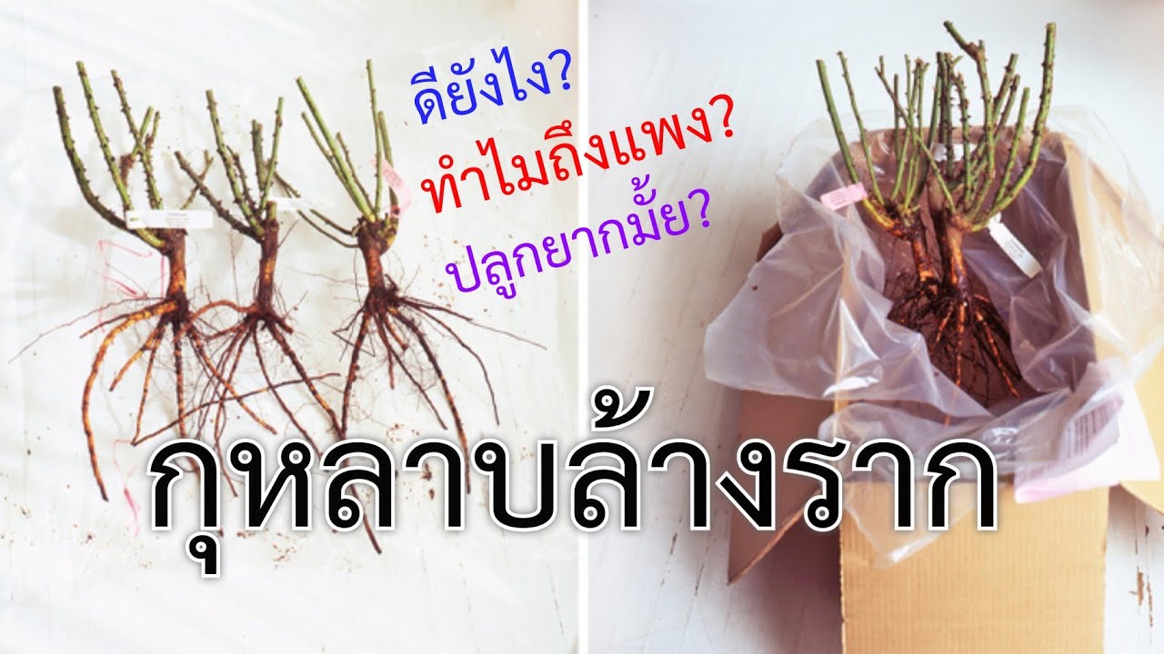 แนะนำกุหลาบล้างราก | แข็งแรงทนทาน อายุยืน | EP.251 | คนบ้ากุหลาบ