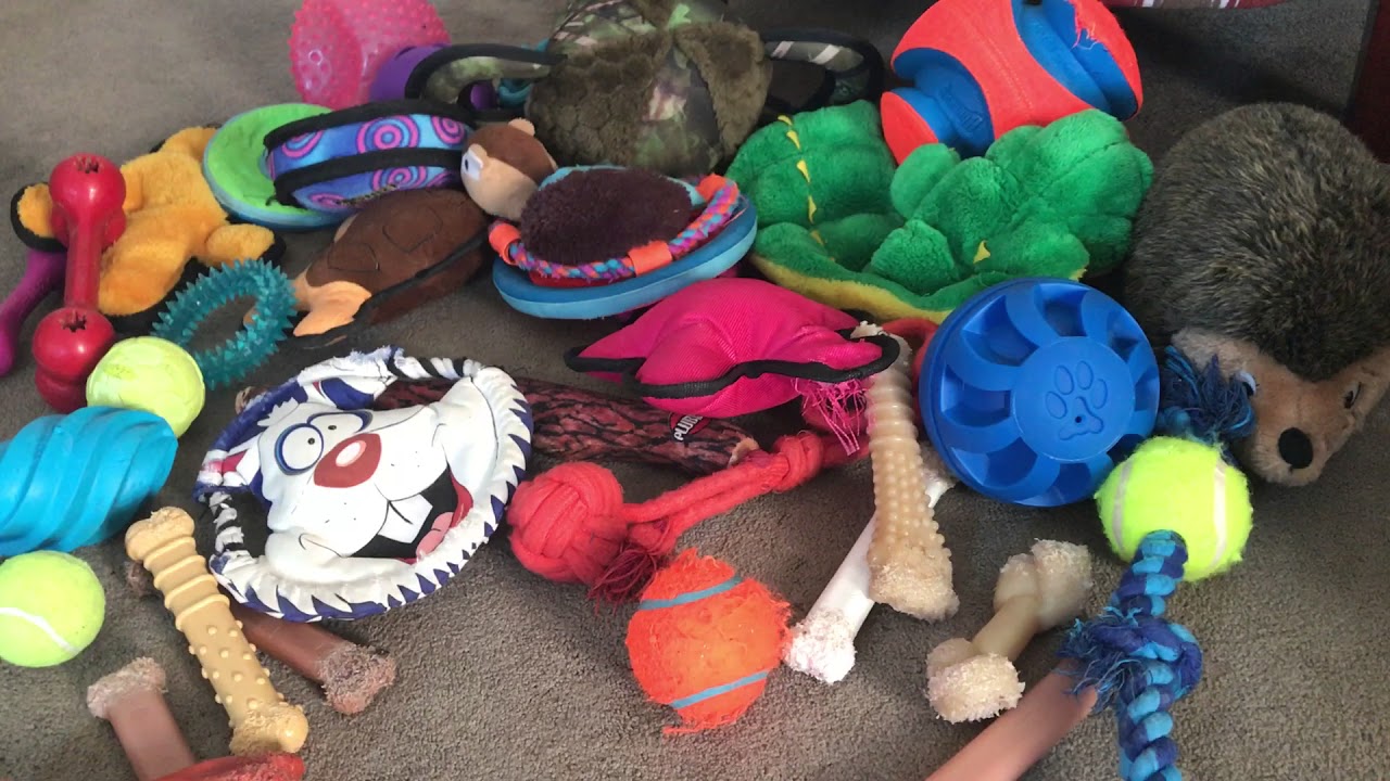 Reuben the Bulldog Picky Toy User YouTube