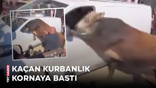 Ankara'da kesimden kaçan kurbanlık kornaya bastı