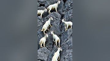 Goat Mode Activated! 🐐 | Gravity? Never Heard of It! #shorts