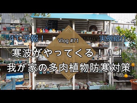 Vlog 71 最低気温 4 寒波がやってくる 我が家の多肉植物防寒対策 冬越し やばいやつ Youtube