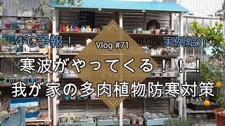 Vlog 71 最低気温 4 寒波がやってくる 我が家の多肉植物防寒対策 冬越し やばいやつ Youtube Vlog 71 最低気温 4 寒波がやってくる 我が家の多肉植物防寒対策 冬越し やばいやつ Youtube