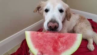 ASMR Dog Eating Massive Watermelon Slice For One Hour (60 Minutes)  Nibbling Crunchy Fruit