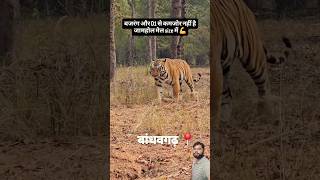 Bajrang Aur D1 Ko Takkar Dene Aaya Male tiger 🐯 #shorts #tiger #wildlife #bandhavgarh
