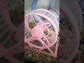 potato mice