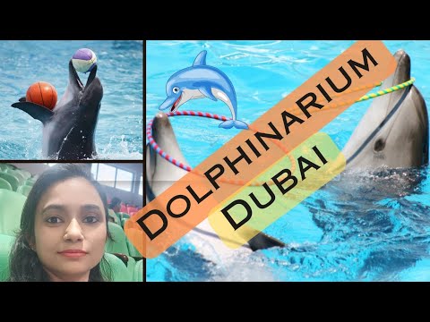 Discover the Real dolphin show dubai | Live show @🐬Dolphinarium Dubai 2023|4K |Dubai🇦🇪